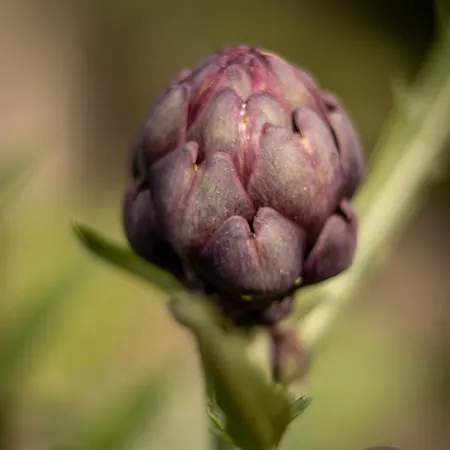 Alda House * Castel Volturno